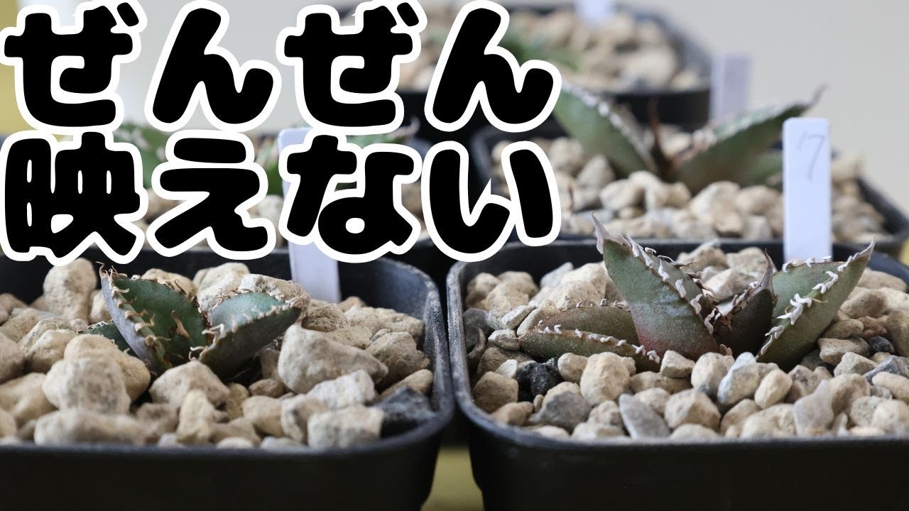 This is the reality of selecting agave seedlings - YouTube