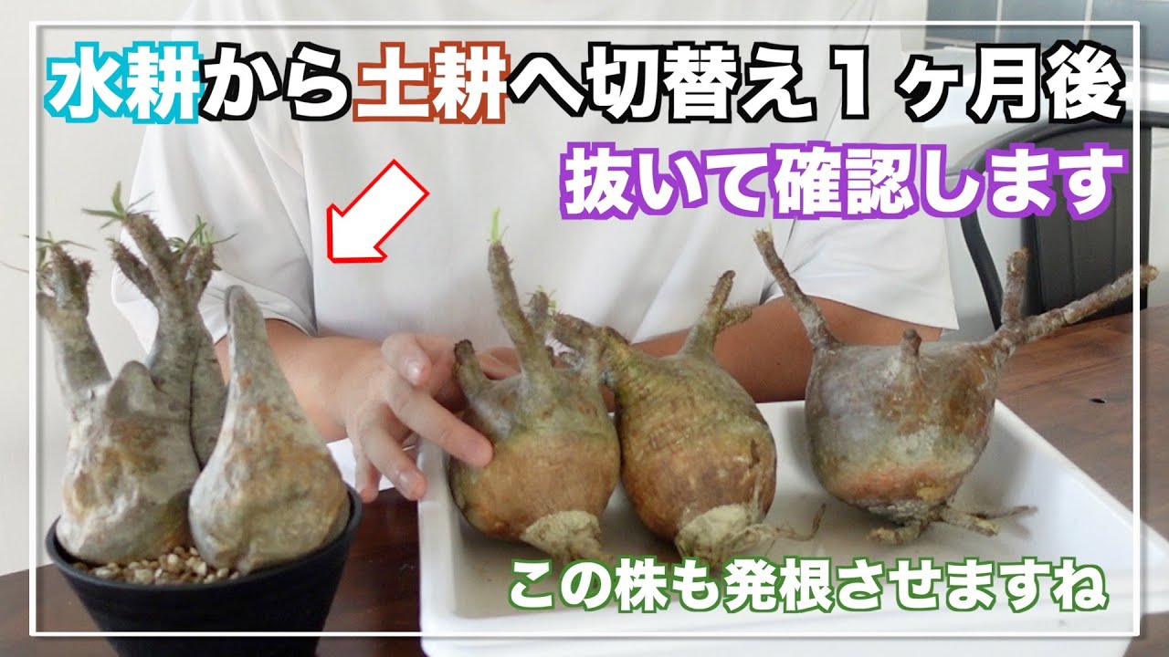 Gracilis] One month after switching from hydroponics to soil