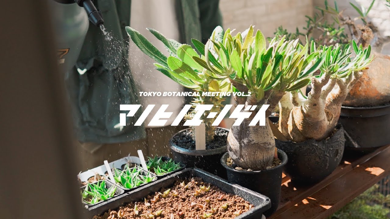 散財】植物好きが集う幻のイベント「TOKYO BOTANICAL MEETING 2」に