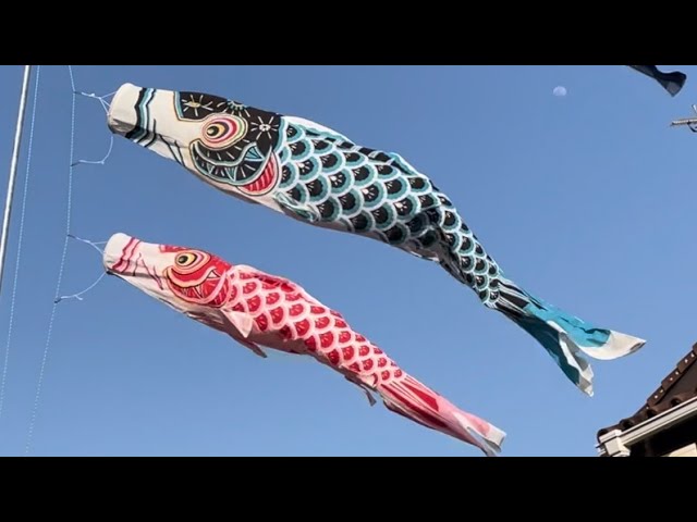 鯉のぼりフジサワ6M金太郎黄金鯉