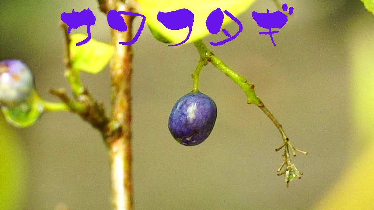 自然樹形サワフタギ販売 秋元園芸