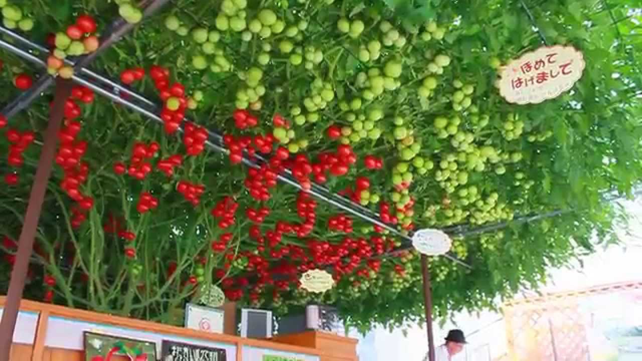 2013年にギネス認定！世界一の「とまとの森」 @北海道恵庭市 Guinness