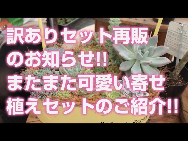 2024.07.25【Succulents】Resale of the special set!! Introducing