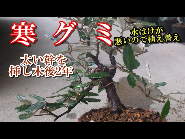 寒グミ盆栽】 カングミ太い幹を挿し木後2年 水はけが悪いので植え替え