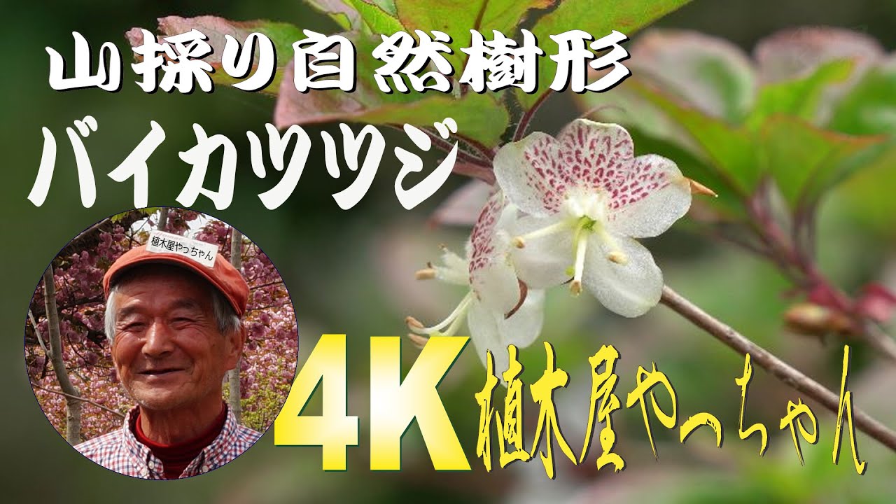 お庭の必須アイテム 山採りバイカツツジ 花 2021 - YouTube