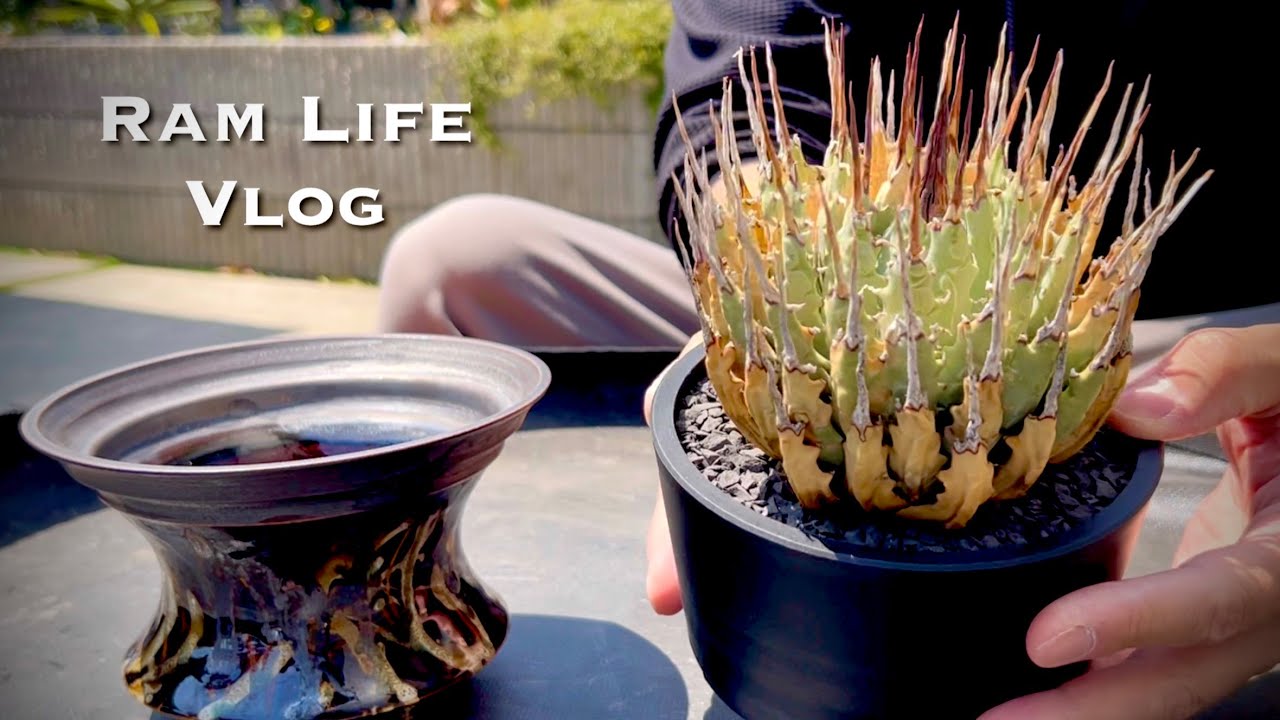 新たにお迎えしたエボリスピナをお気に入りの陶器鉢に植え替えする日