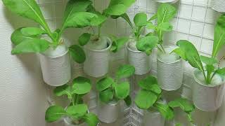 室内で野菜を作りたい『水耕栽培』小松菜を種から育て収穫までの