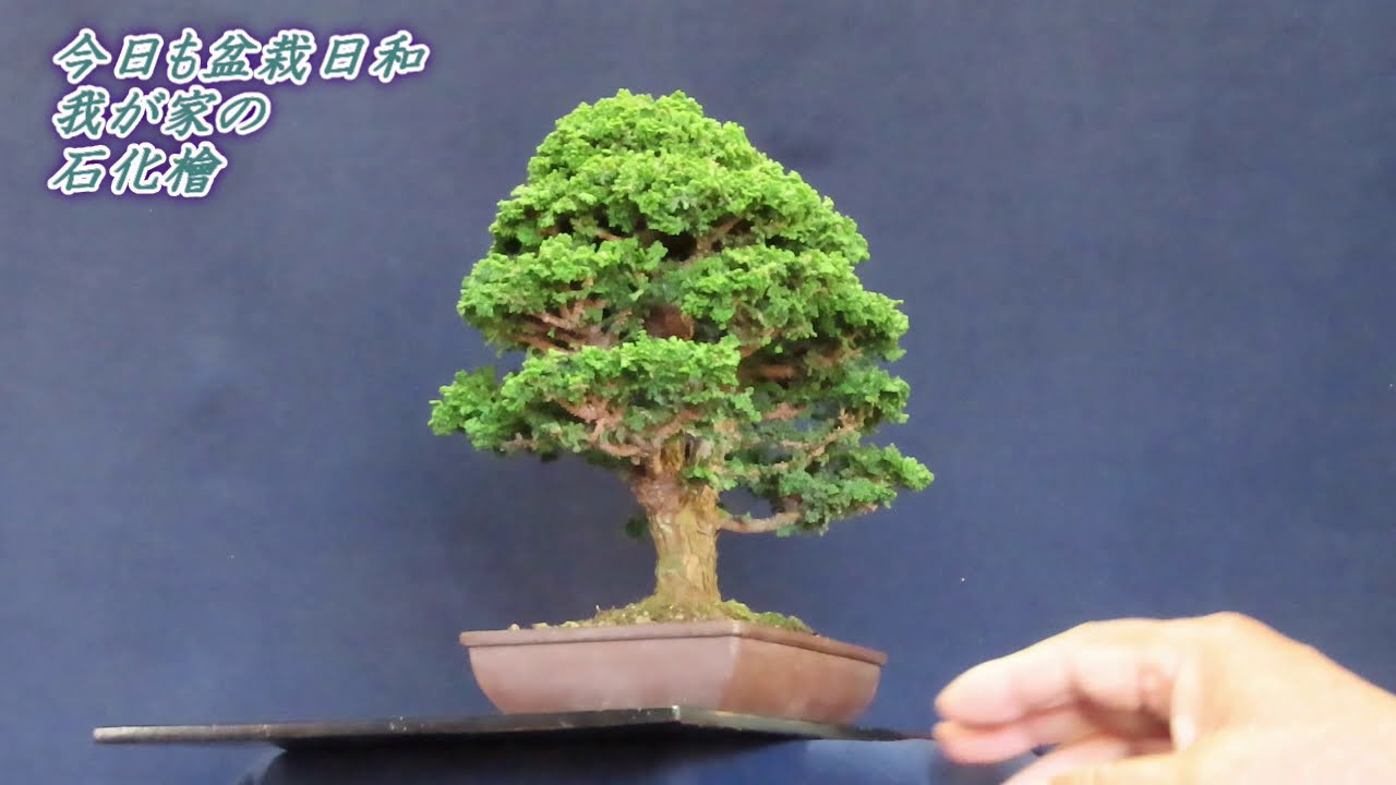 今日も盆栽日和 石化檜 双幹樹形2 - YouTube