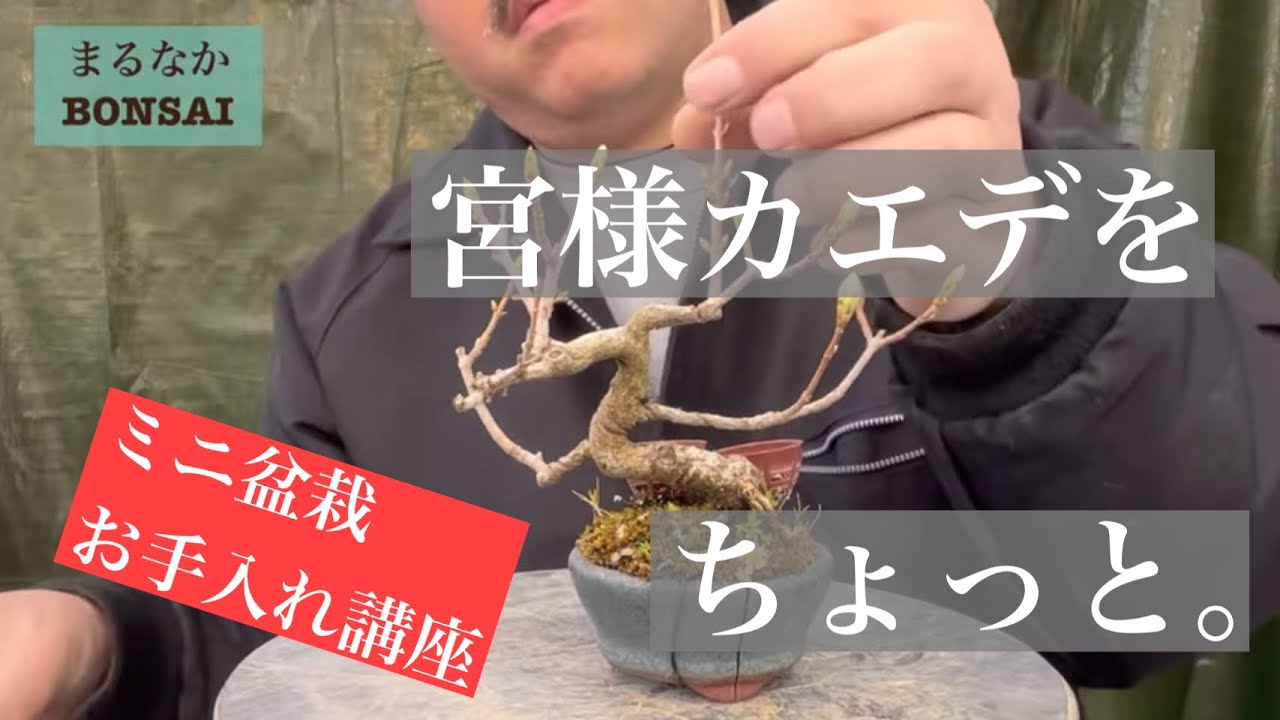 183 宮様カエデを、ちょっと。 【ミニ盆栽】 - YouTube