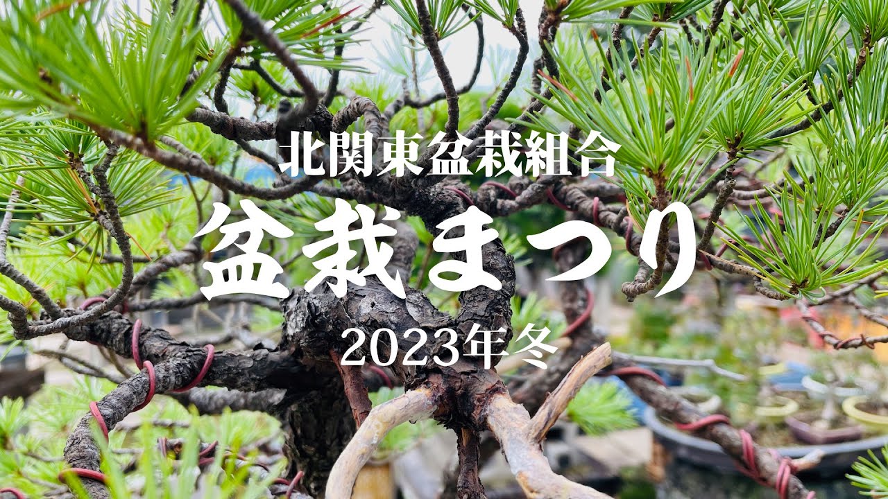 松古園】錦木 黒松 五葉松【商品紹介】第27回 日本盆栽逸品展＆冬季