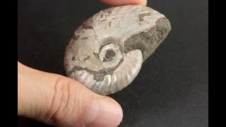 アンモナイト 化石 41.0g｜天然石 原石 通販 キラリ石