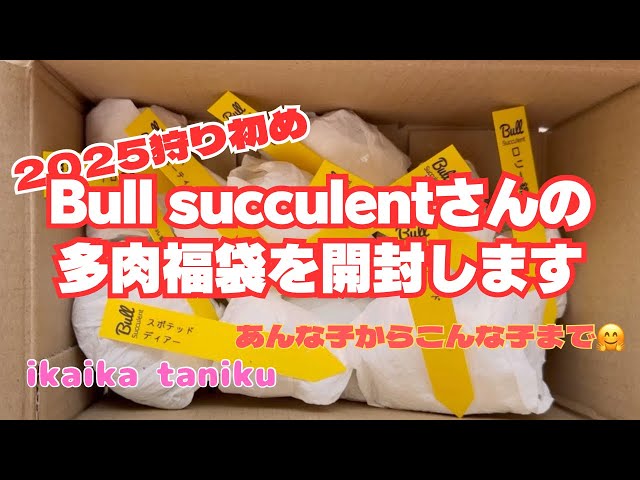 136 『Succulents』 Bull succulent's lucky bag unboxing - YouTube