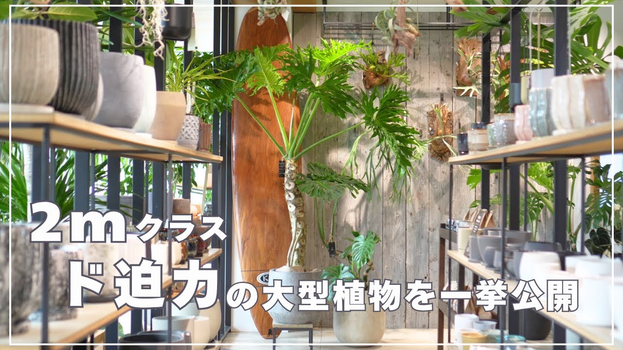 So cute!] Introducing 5 adorable eucalyptus plants you'll want to