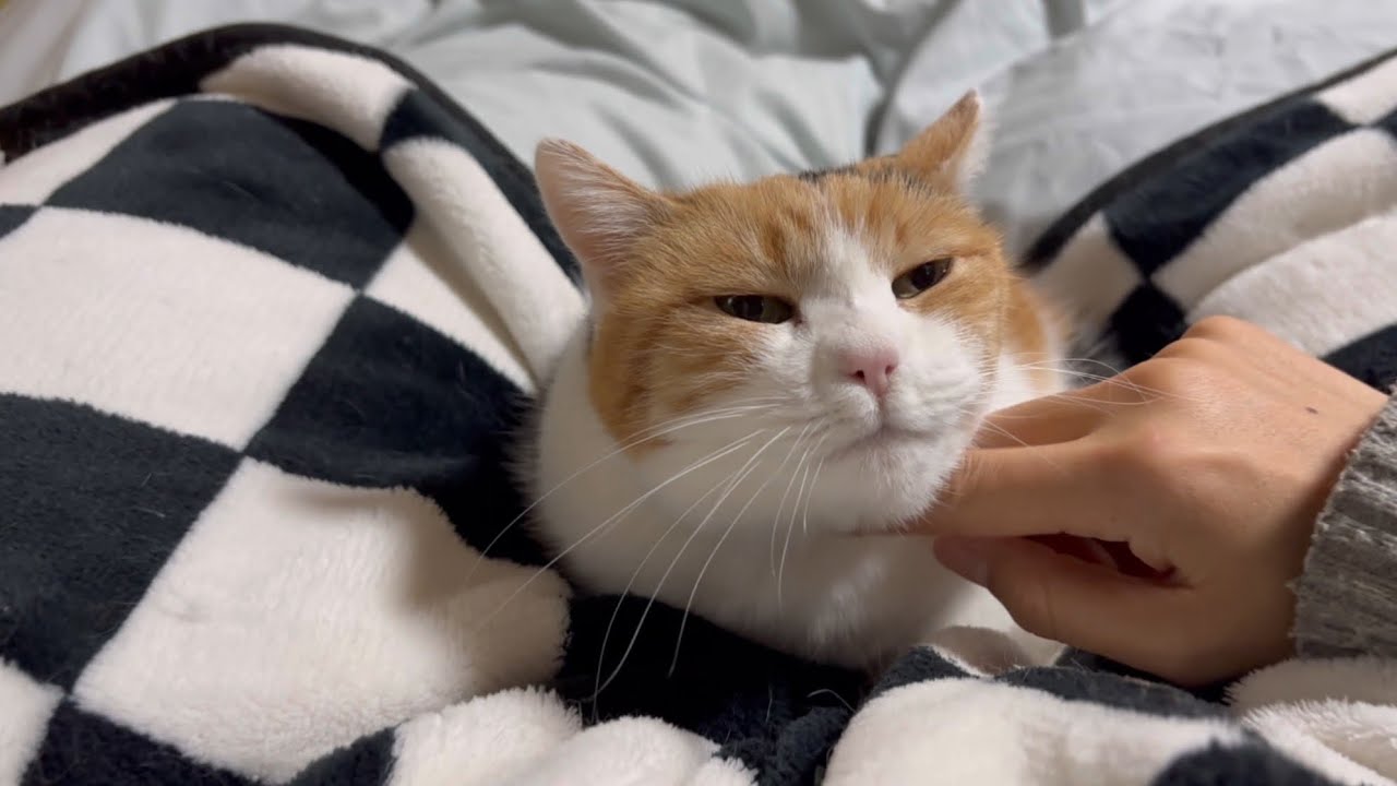 三毛猫】甘えている時の集中力がすごいミケ（2026年1月9日） - YouTube