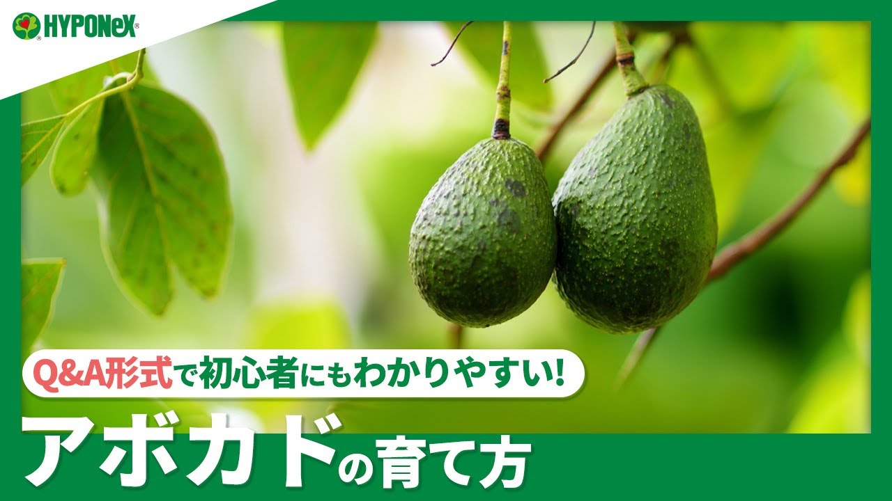 ☘61: How to grow avocados | Introducing hydroponics, potted