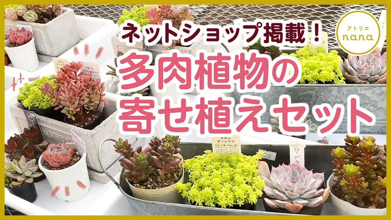 多肉植物】箱庭セットや苗セットなどネットショップ掲載商品のご紹介