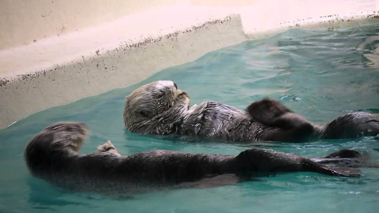 ラッコのポテトとメイ食事(鳥羽水族館) - YouTube