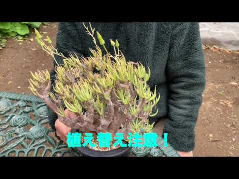 多肉植物紹介 チレコドン ハリー - YouTube
