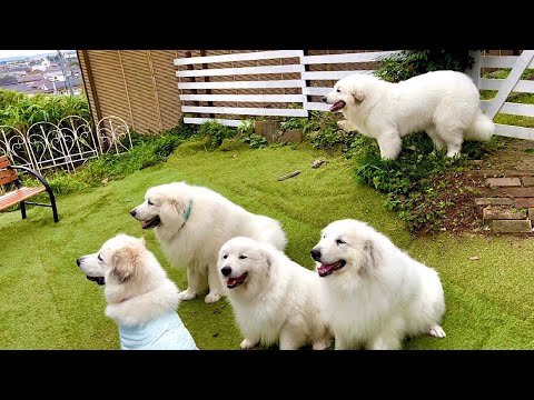 グレートピレニーズが5頭も集まればお祭り騒ぎです！笑 - YouTube