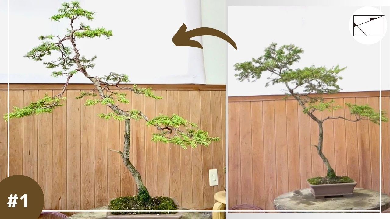 American Toga: A pot of exciting new growth, part 1 - YouTube