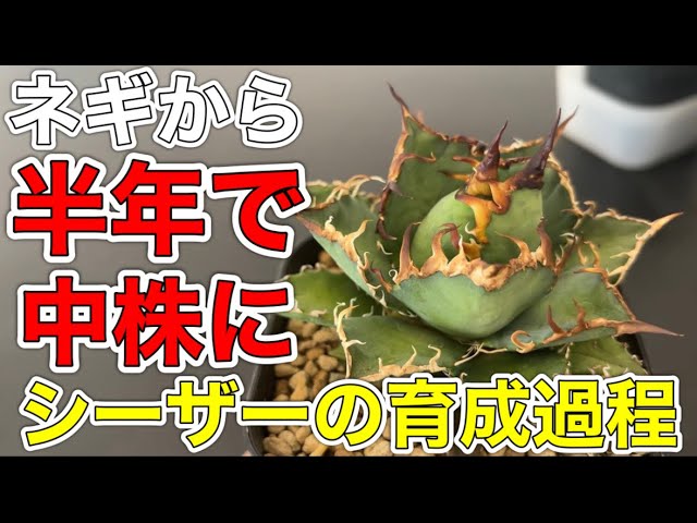 ネギから育てたシーザーが半年で中株になったのでアガベ育成管理、外