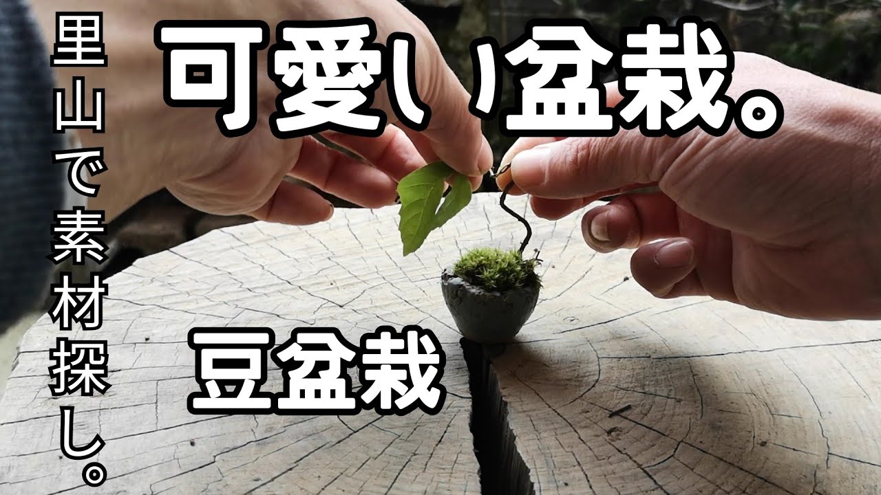 Natural bonsai/盆栽日記 ＃76「山採り 可愛いミニ盆栽｣素材コナラ