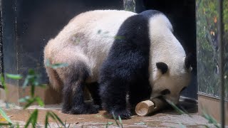 2025.12.14 今日のパンダ（4031日目）[8K] - YouTube