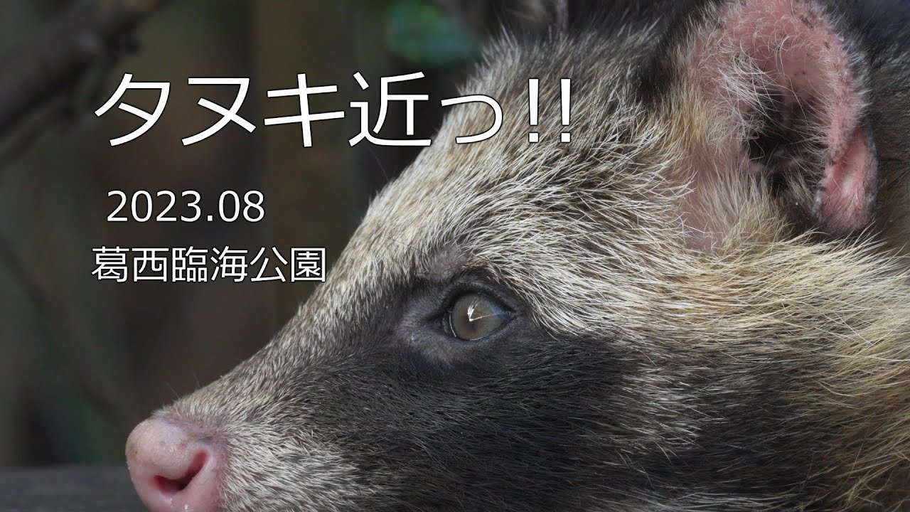 タヌキ、近っ!! 2023.08 葛西臨海公園 - YouTube