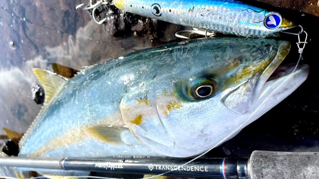 2024年新製品マーレフリップ - YouTube