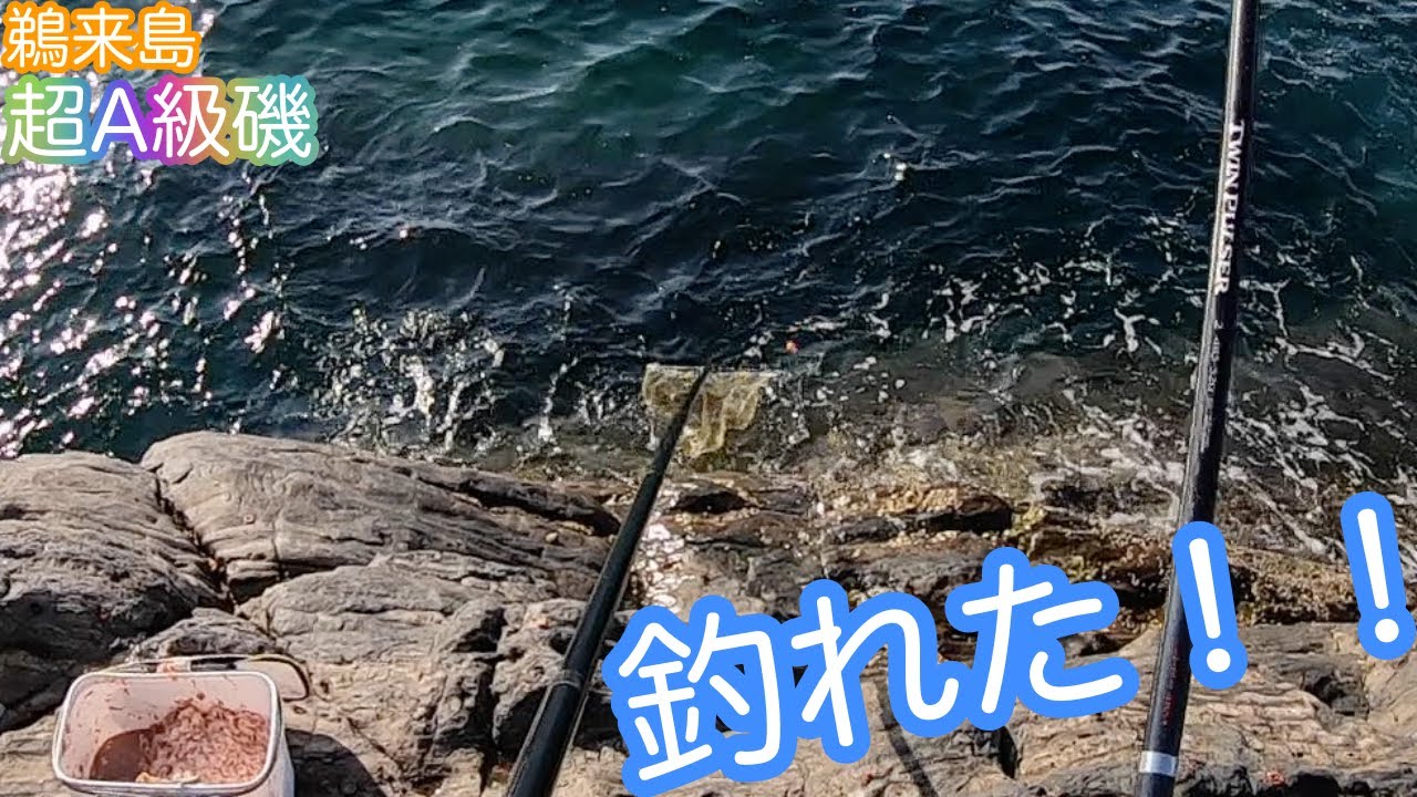 鵜来島の超A級磯で 磯釣りすると色々釣れました - YouTube