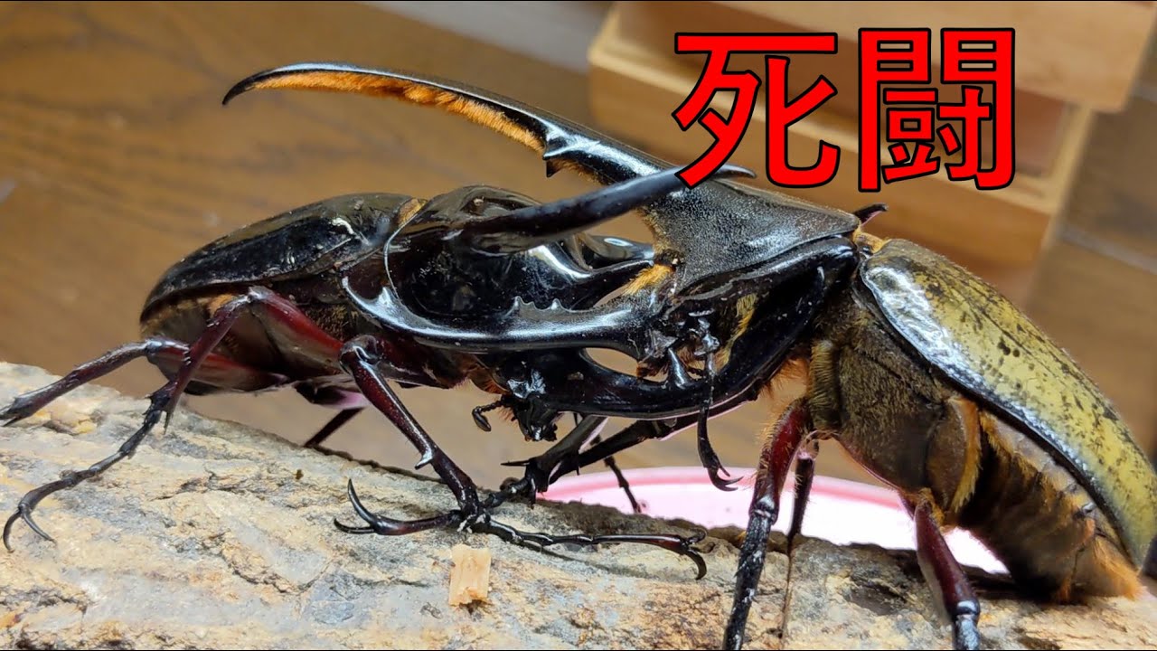 レア ムシキング コーカサスオオカブト 3色3枚セット オレンジ 黄色