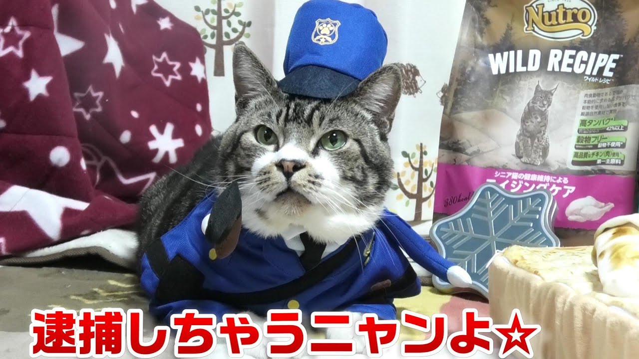 おまわりさん&配達員に変身！エッグトーストにサンドされる猫リキ