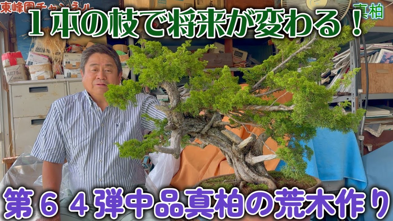 盆栽】第63弾 中品真柏荒木作り【1本の枝で将来が変わる！】 - YouTube