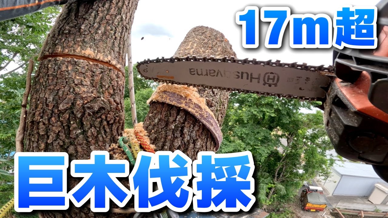 高木に登って人力で伐採】総重量3トン17m超えの巨木をプロの神技で伐採