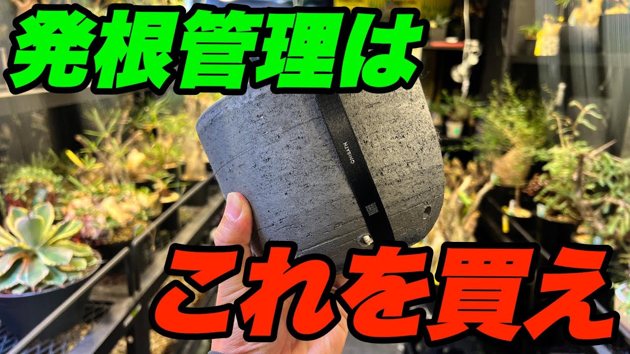 発根管理専用の究極の腰水管理鉢が発売されました。【北諸コーデックス