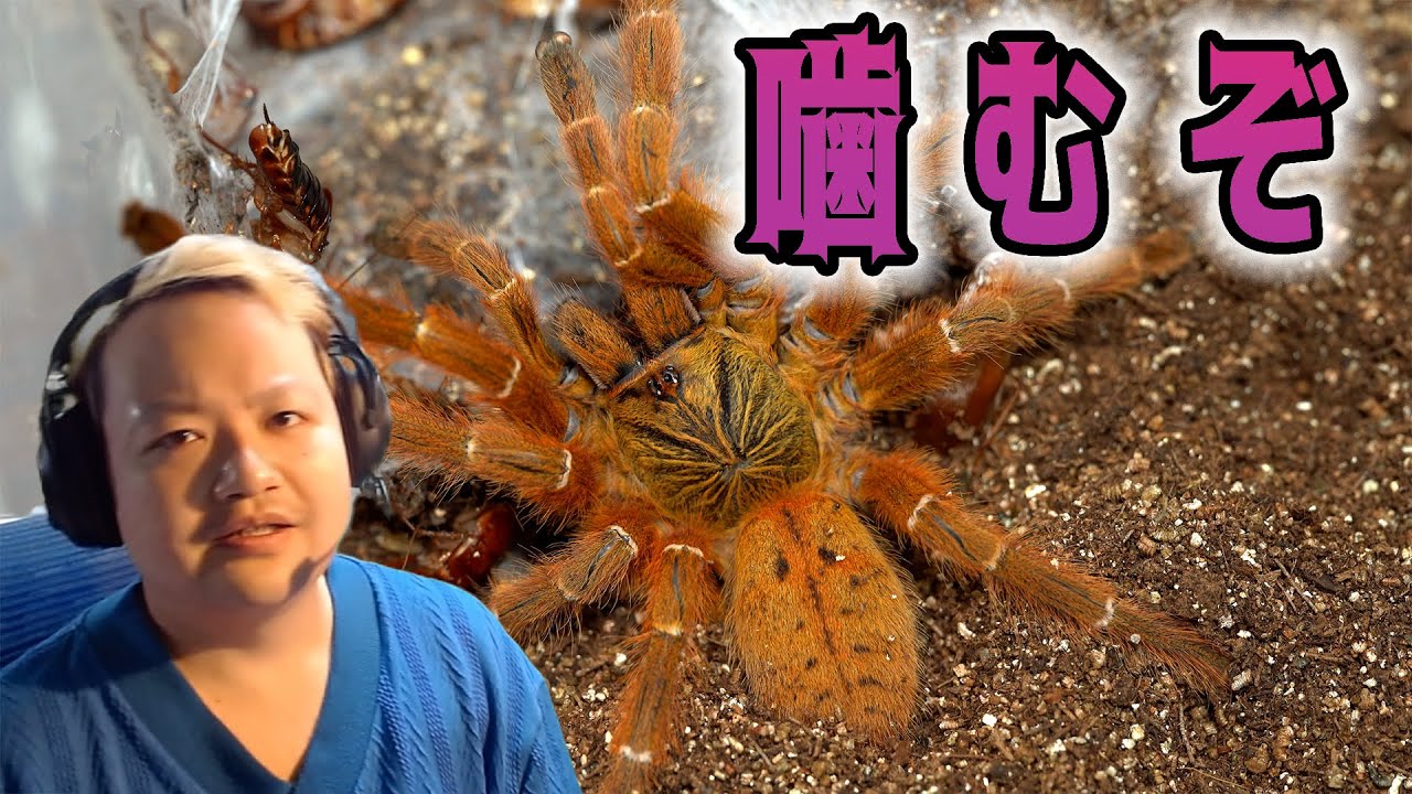 Spider Introduction] The biting tarantula was more dangerous than