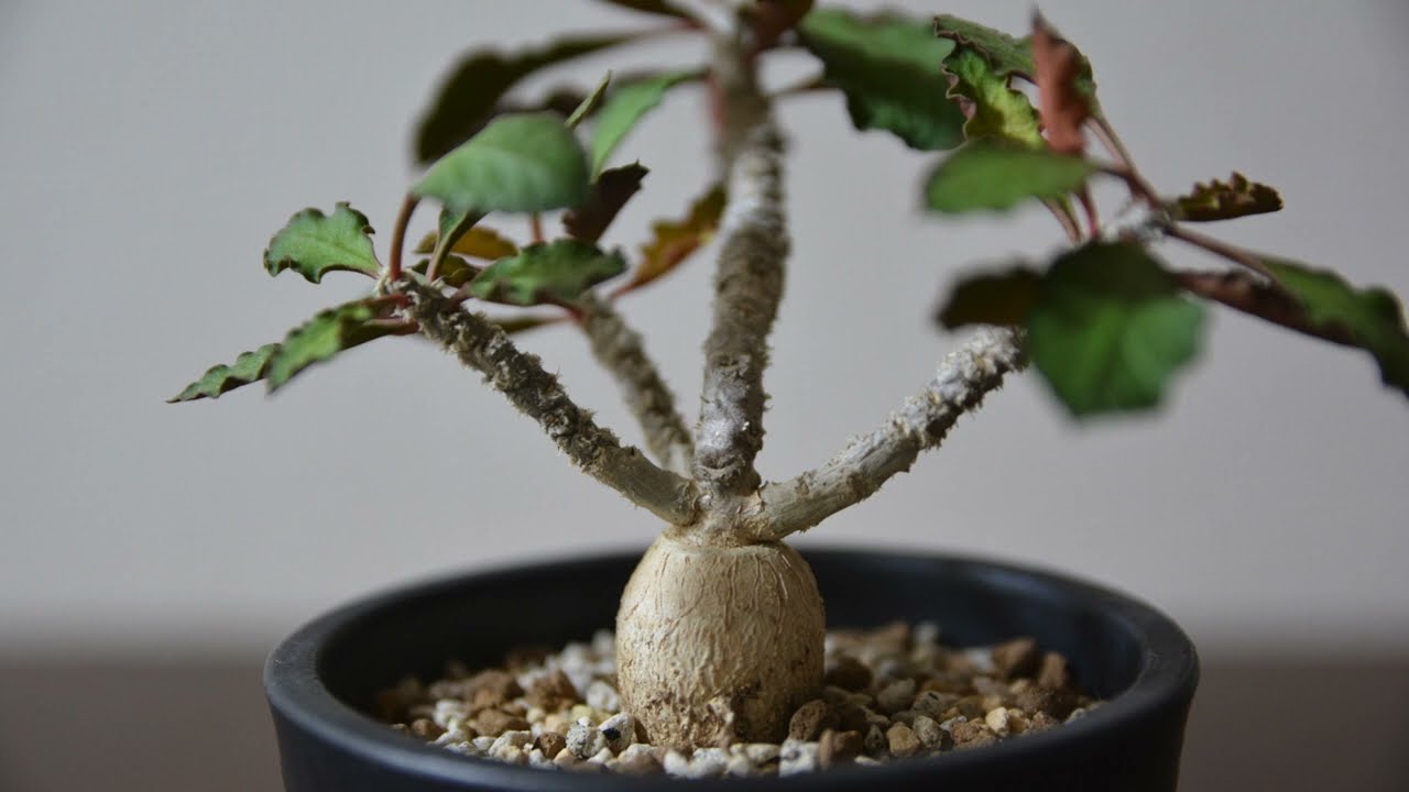 永久保存版】アンボボンベンシスの管理方法 - YouTube