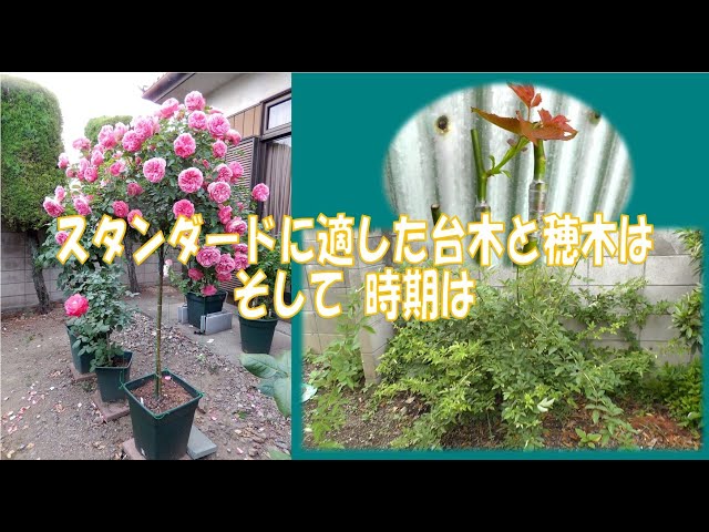 What rootstocks and scions are suitable for standard roses? - YouTube