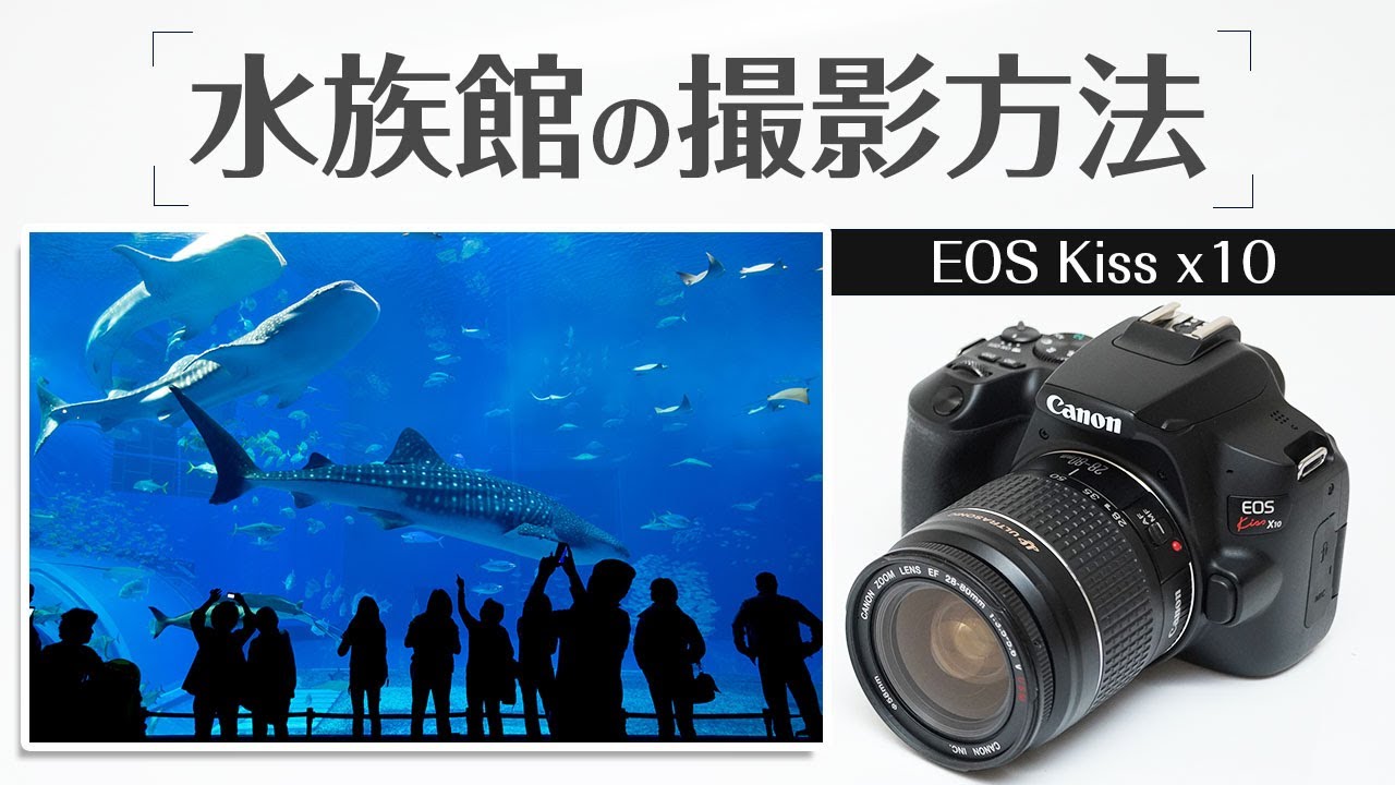 Canon Kiss x10 水族館の撮影方法 - YouTube