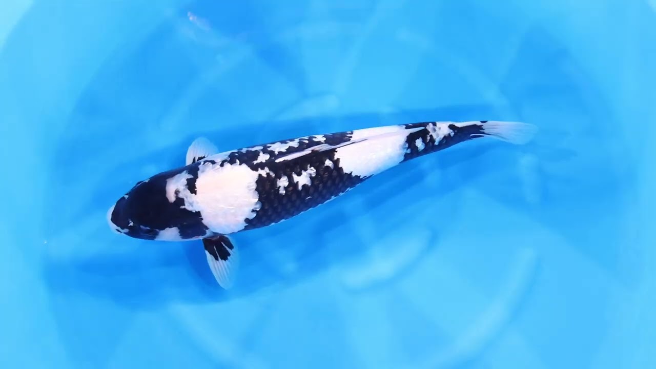 若鯉直前販売会2026】AJYKS2026-096の出品鯉のご紹介！！ - YouTube