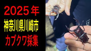 Kawasaki City] 2025 rhinoceros beetle and stag beetle collection