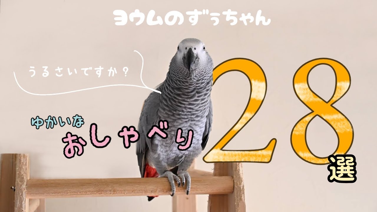 美しく青きドナウ J Strauss&舞踏への招待 C M V Webber【D01】 50弁