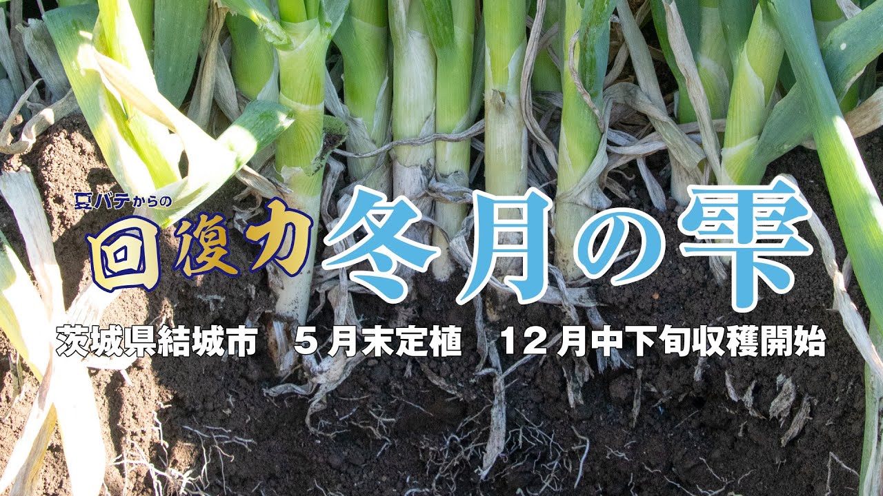 ねぎの種子 冬月の雫 ねぎ 根深ネギ 種 『冬月の雫』 トキタ種苗