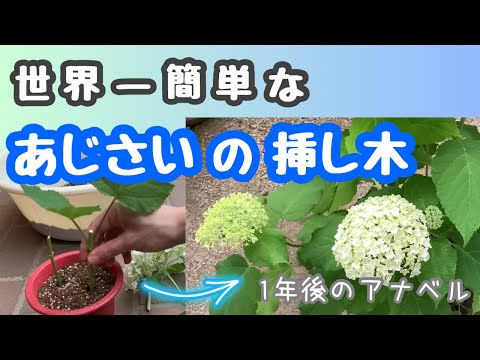 I tried taking cuttings of hydrangea (Annabelle) ⭐︎ No need to