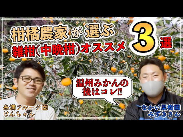 必見!】柑橘農家が選ぶ雑柑（中晩柑）オススメ3選！！！！ - YouTube