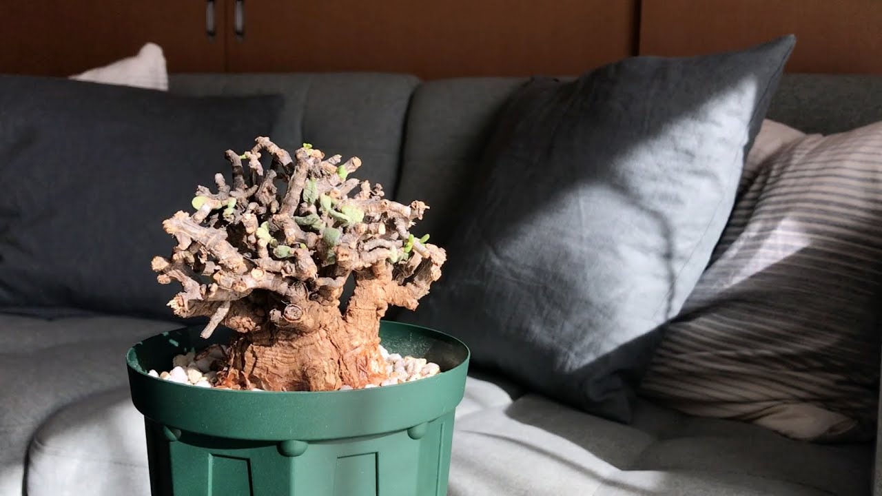 African bonsai】Rooting management of Ceraria pygmaea②