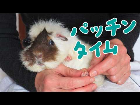 モルモットの家族 もるもるも - YouTube