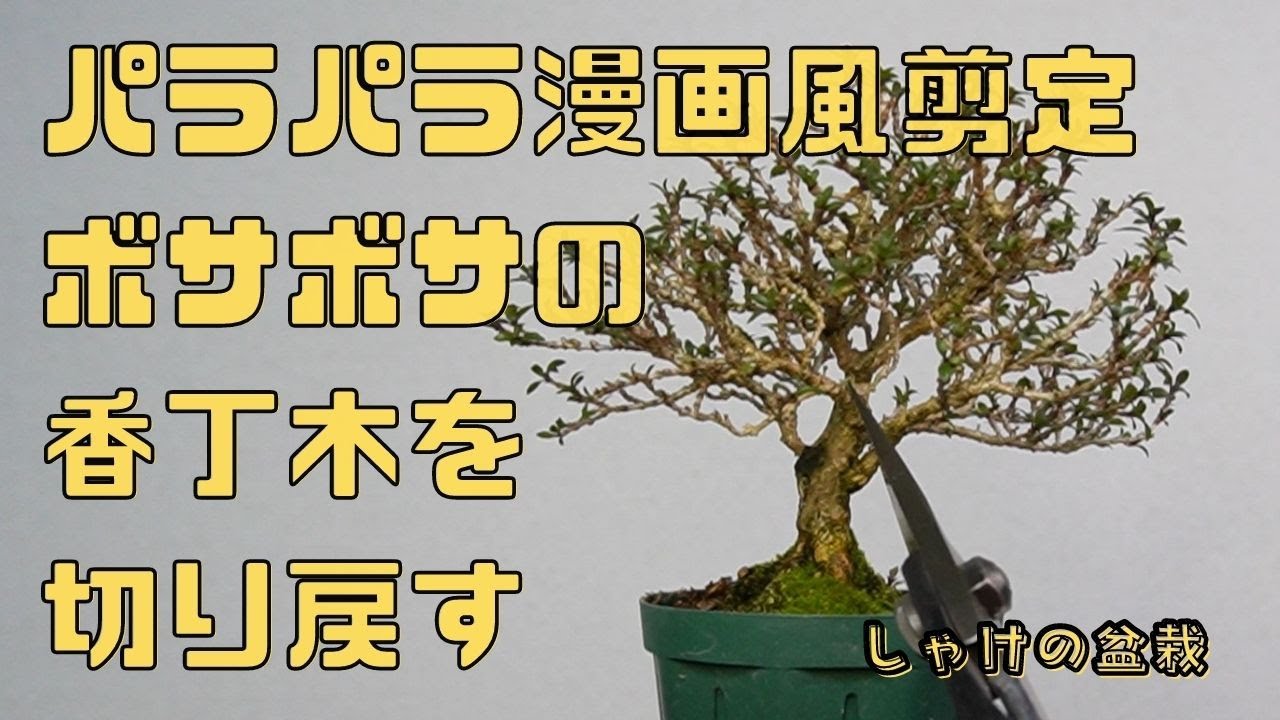 Bonsai diary】 山採りした赤松を文人木に仕立てる ♯292 - YouTube