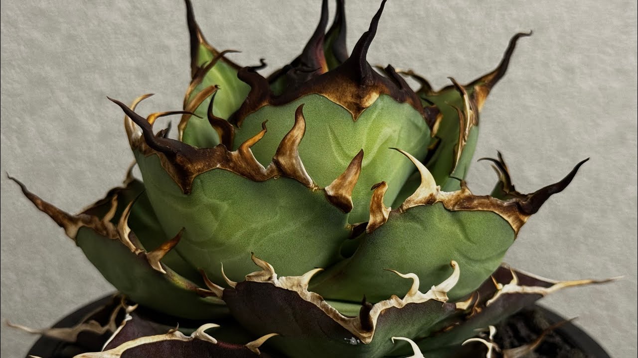 アガベ・チタノタ ハデス (黒帝斯) 中-039｜agave titanota hades |