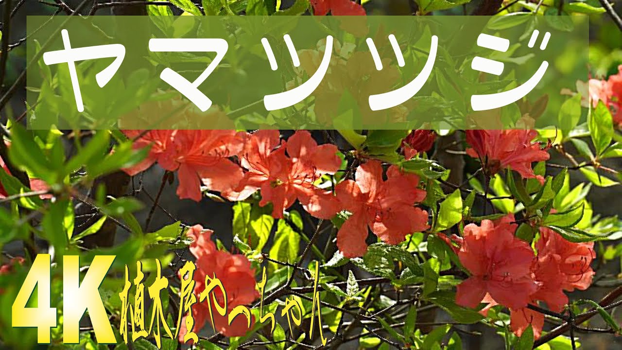 山採り ヤマツツジ花 2023 - YouTube